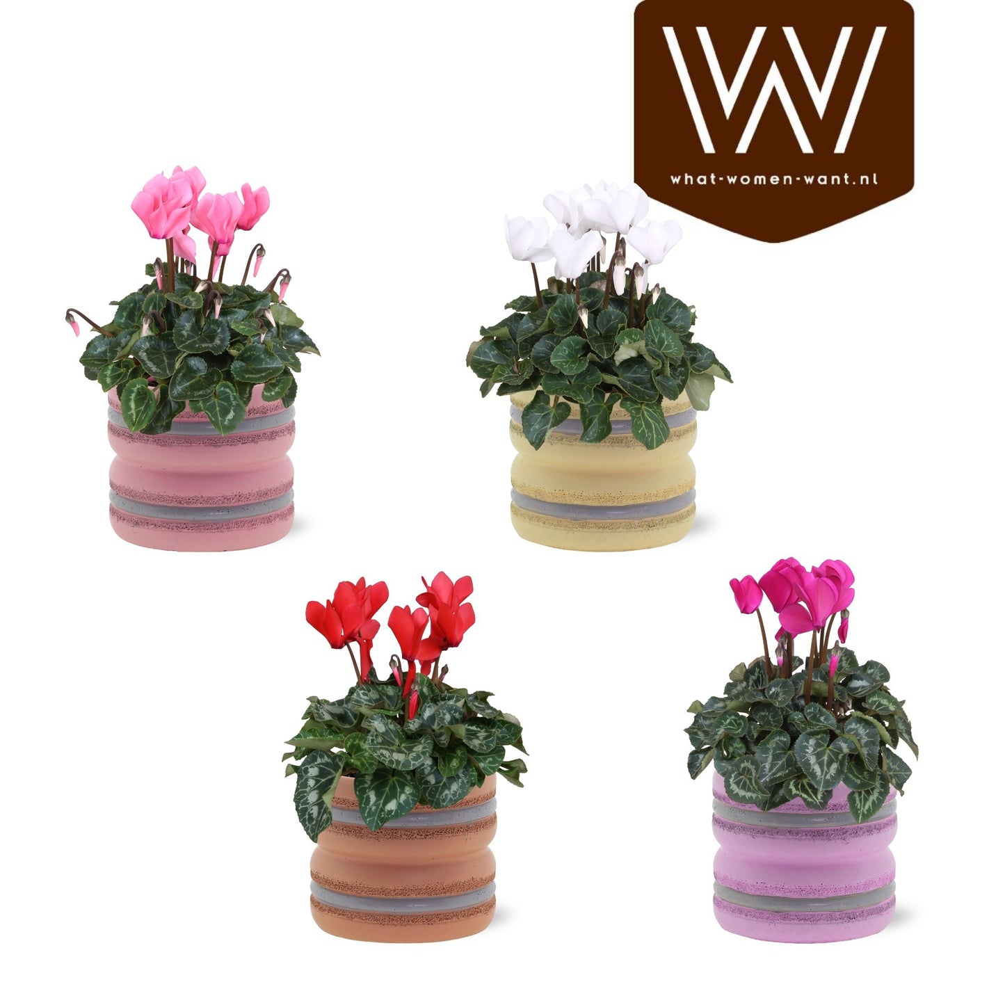 Cyclamen Allure 26cm 12cm Pot