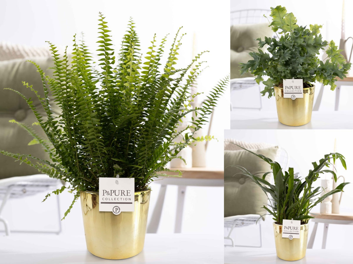 Ferns mix 35cm 12cm Pot