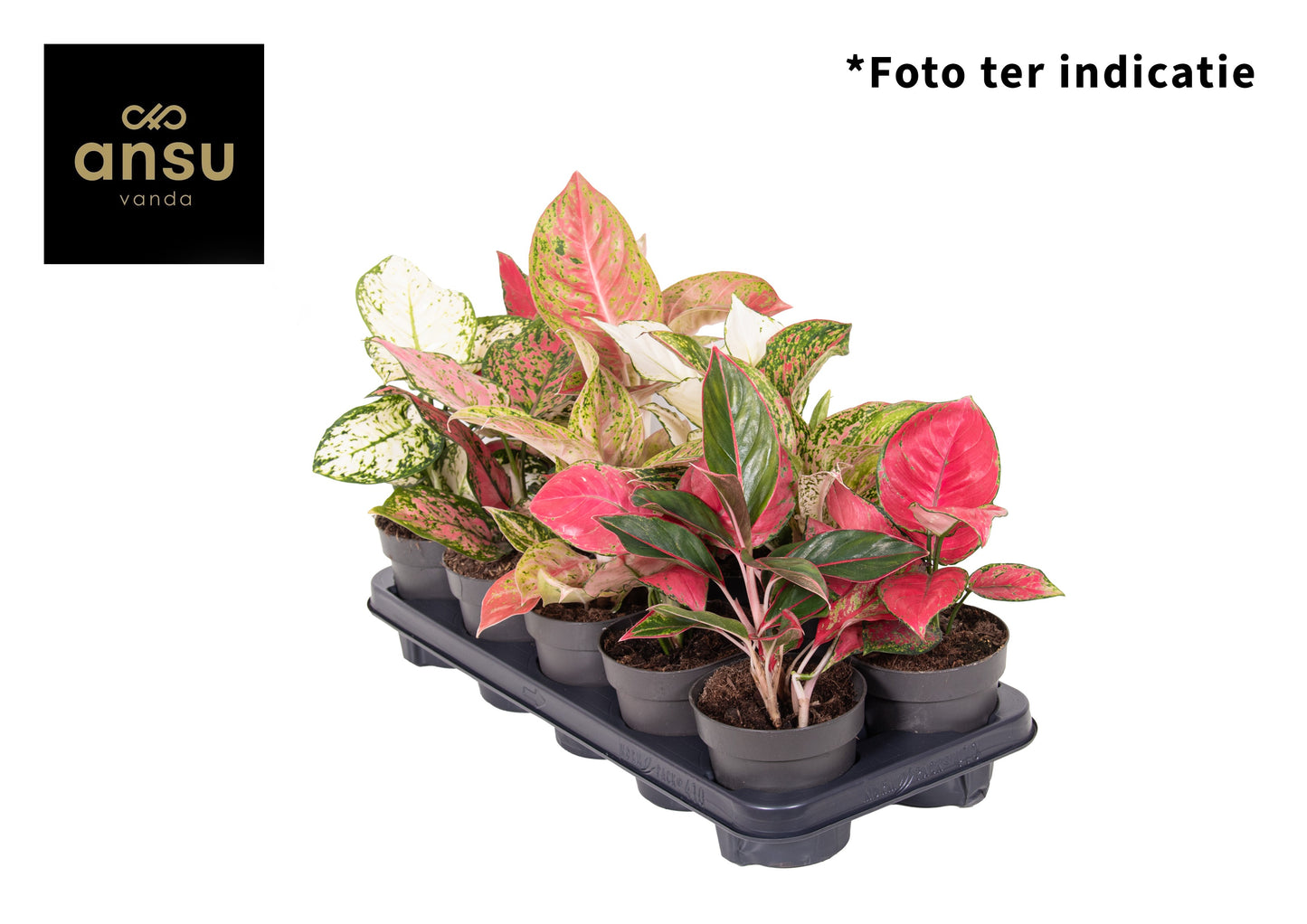 Aglaonema Hybrid 25cm 12cm Pot