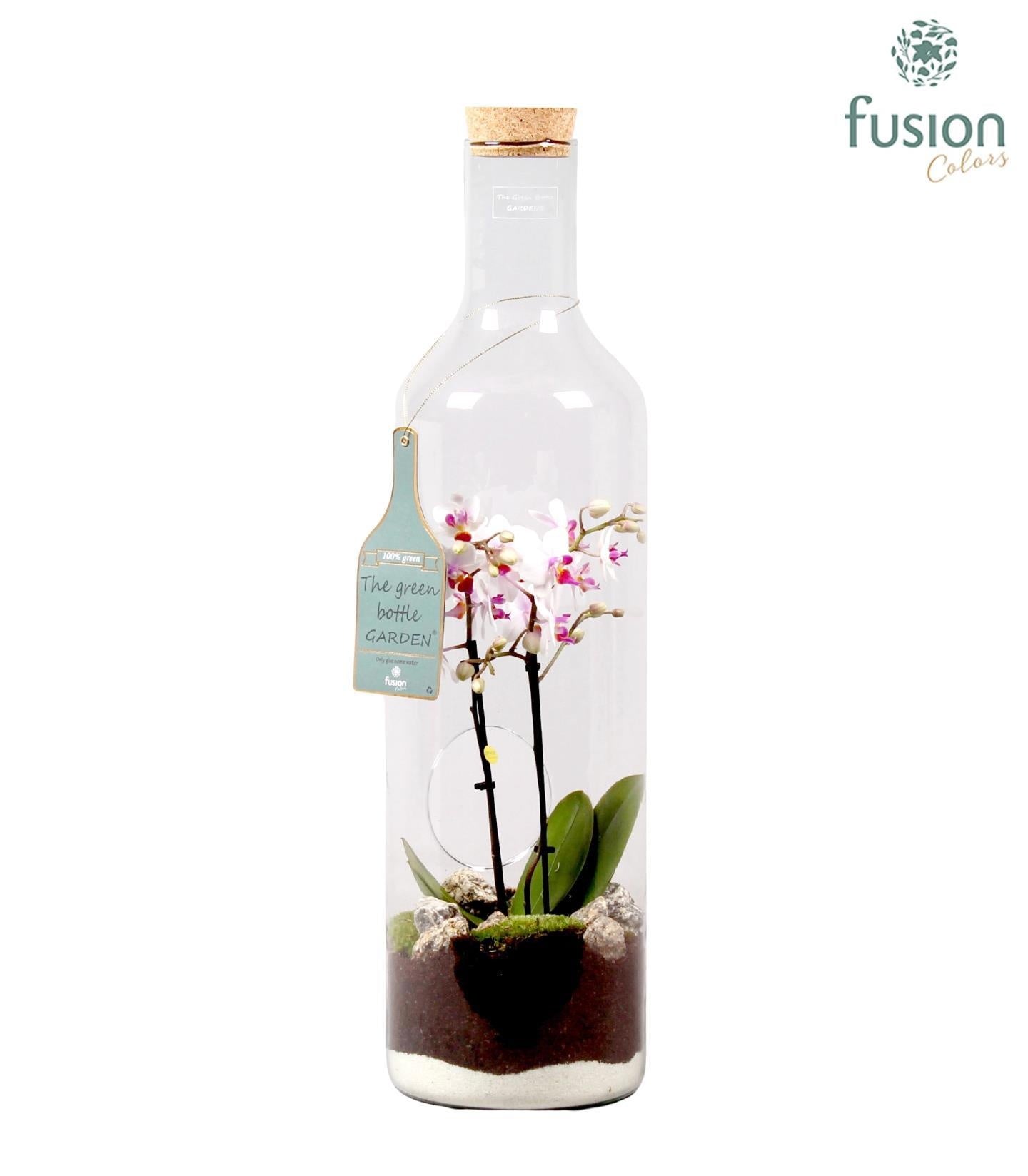 Green Bottle fles Jumbo met Phalaenopsis D17 H62 65cm 17cm Pot