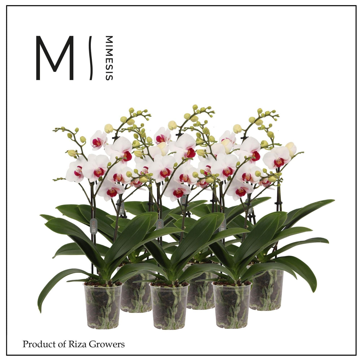 Phalaenopsis multiflora white 50cm 12cm Pot