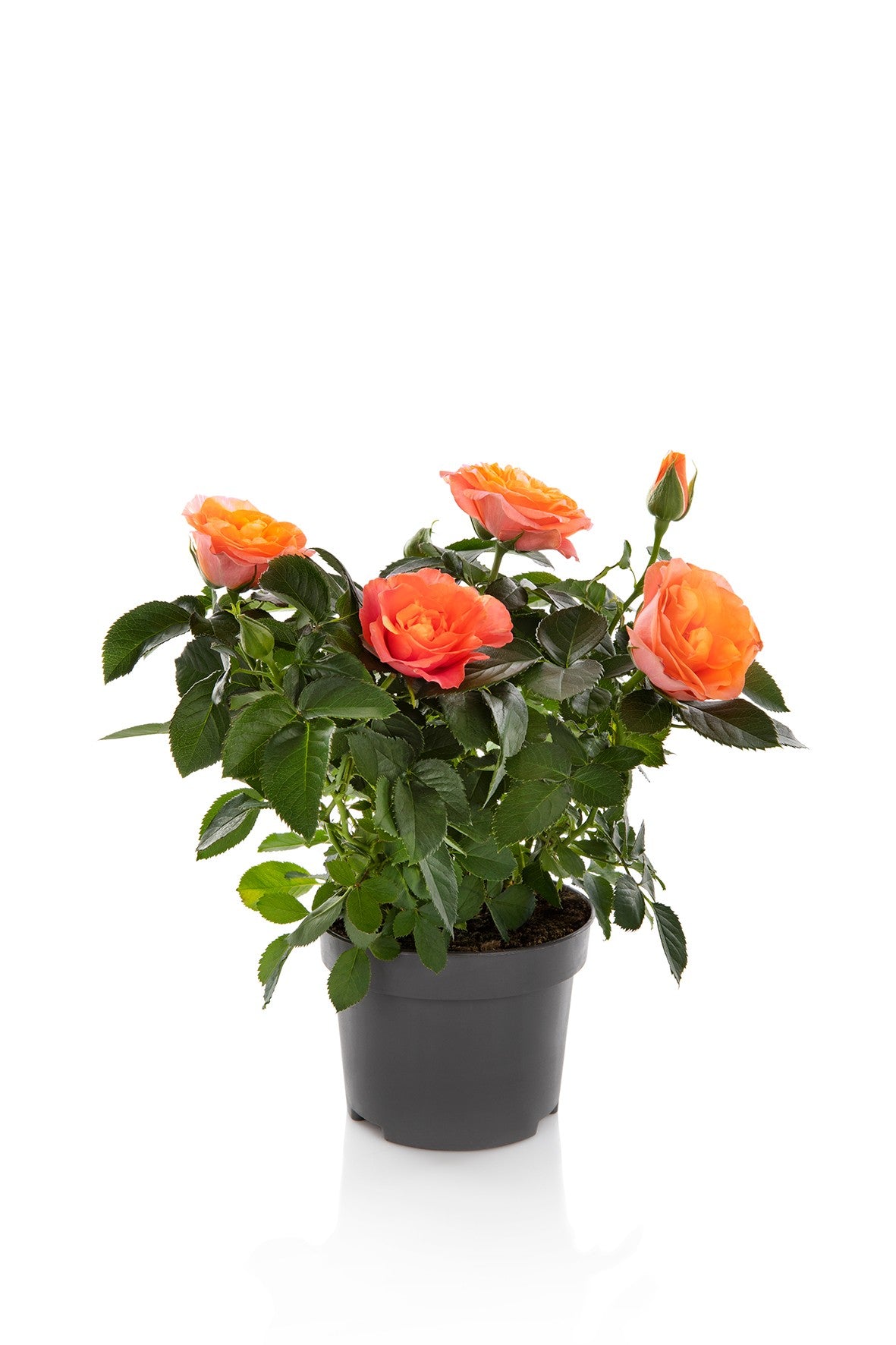 Rosa Kordana Grande Bengali 25cm 10.5cm Pot
