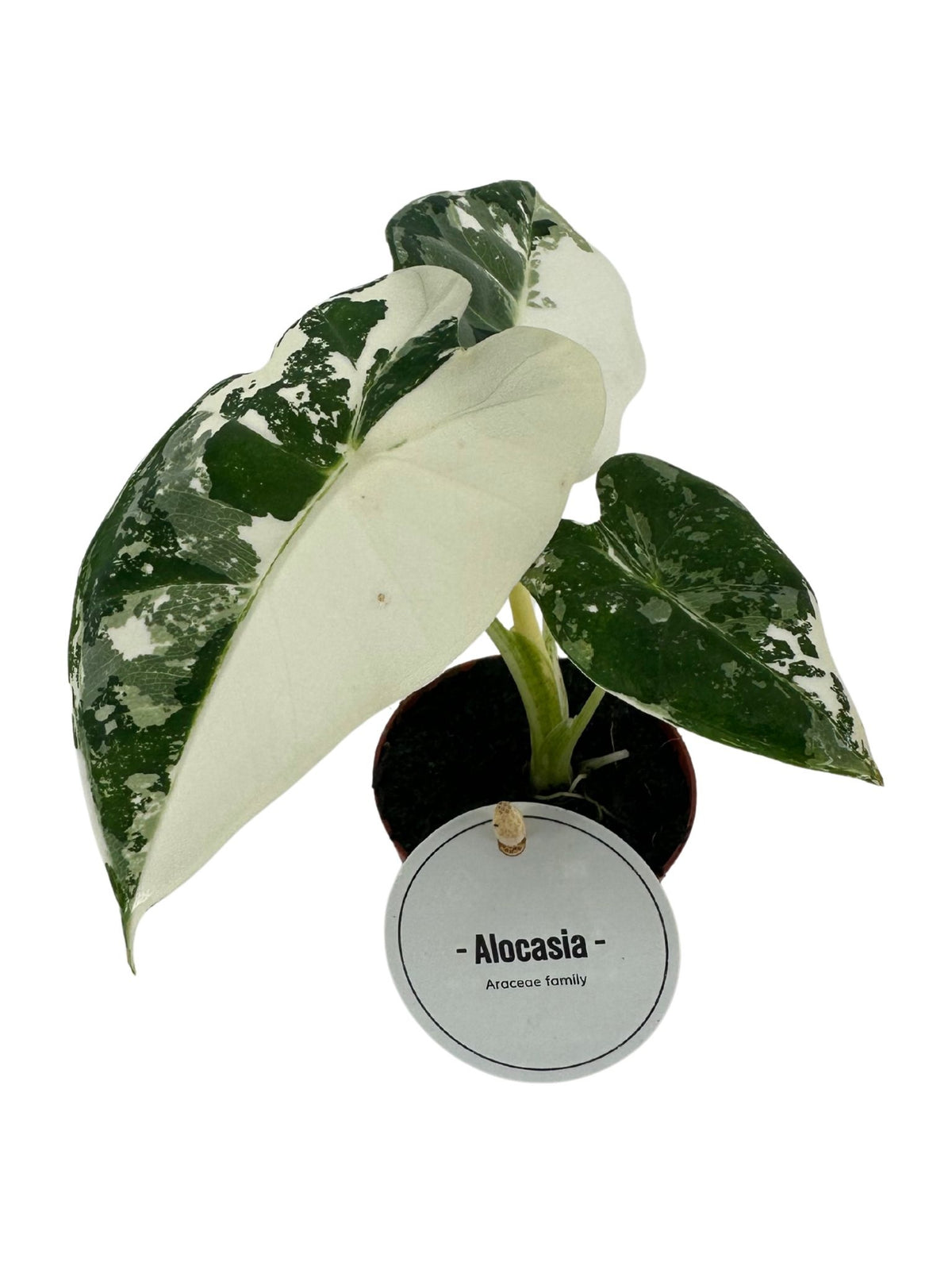 Alocasia amazonica 10cm 6cm Pot