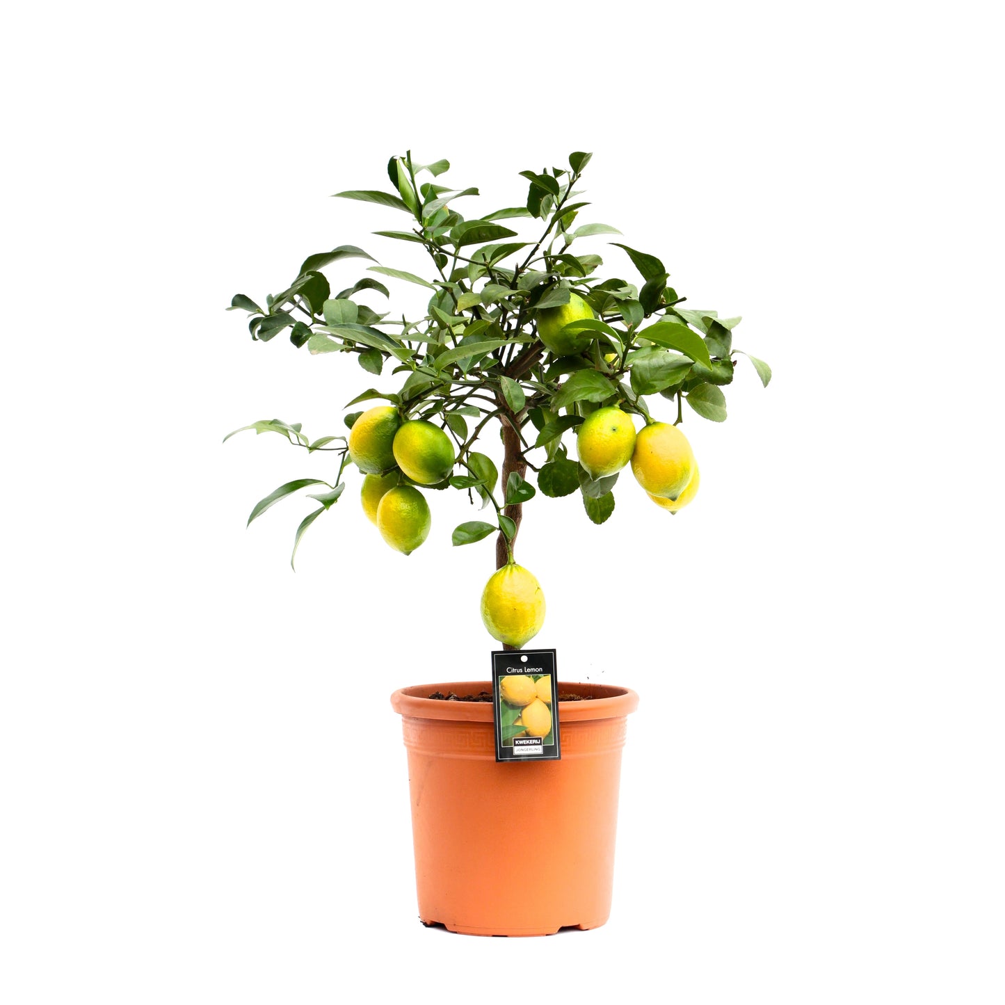 Citrus mey. Meyer 70cm 22cm Pot