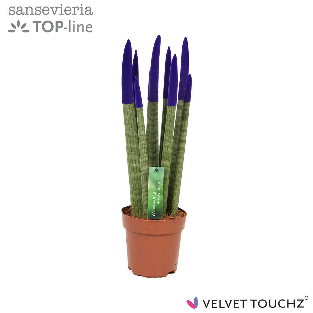 Sansevieria cylindrica 45cm 12cm Pot