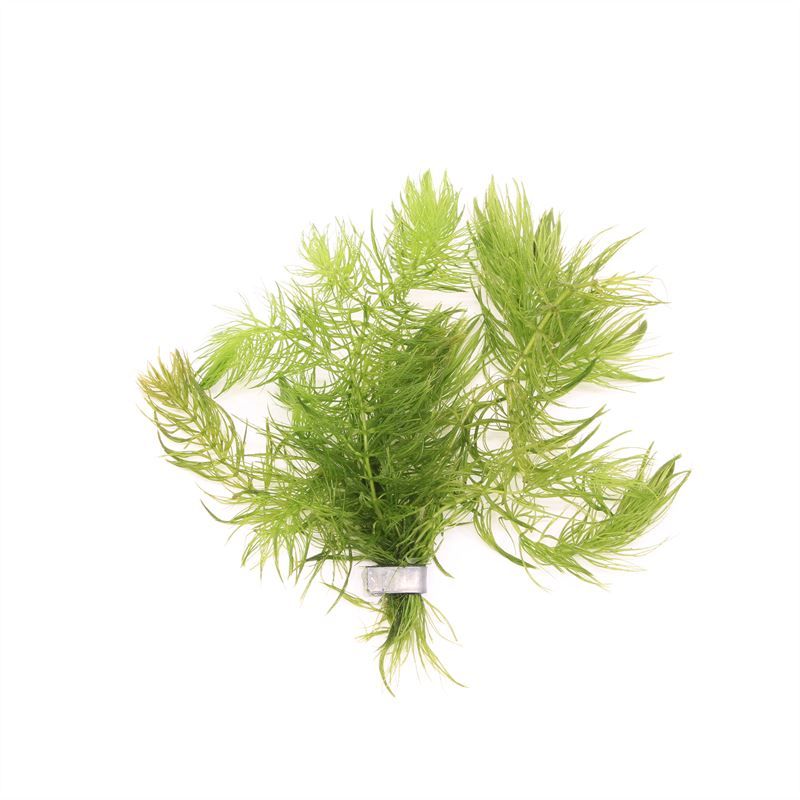 Waterplkw R. Moerings Ceratophyllum demersum Pack of 10