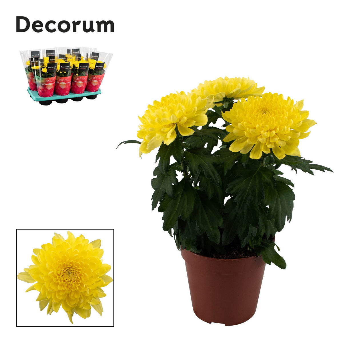 Chrysanthemum Supernova Yellow 35cm 13cm Pot