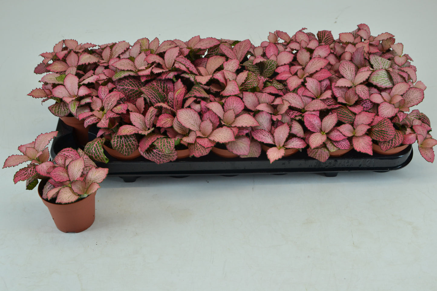 Fittonia pink Anne 12cm Special Pot (508)