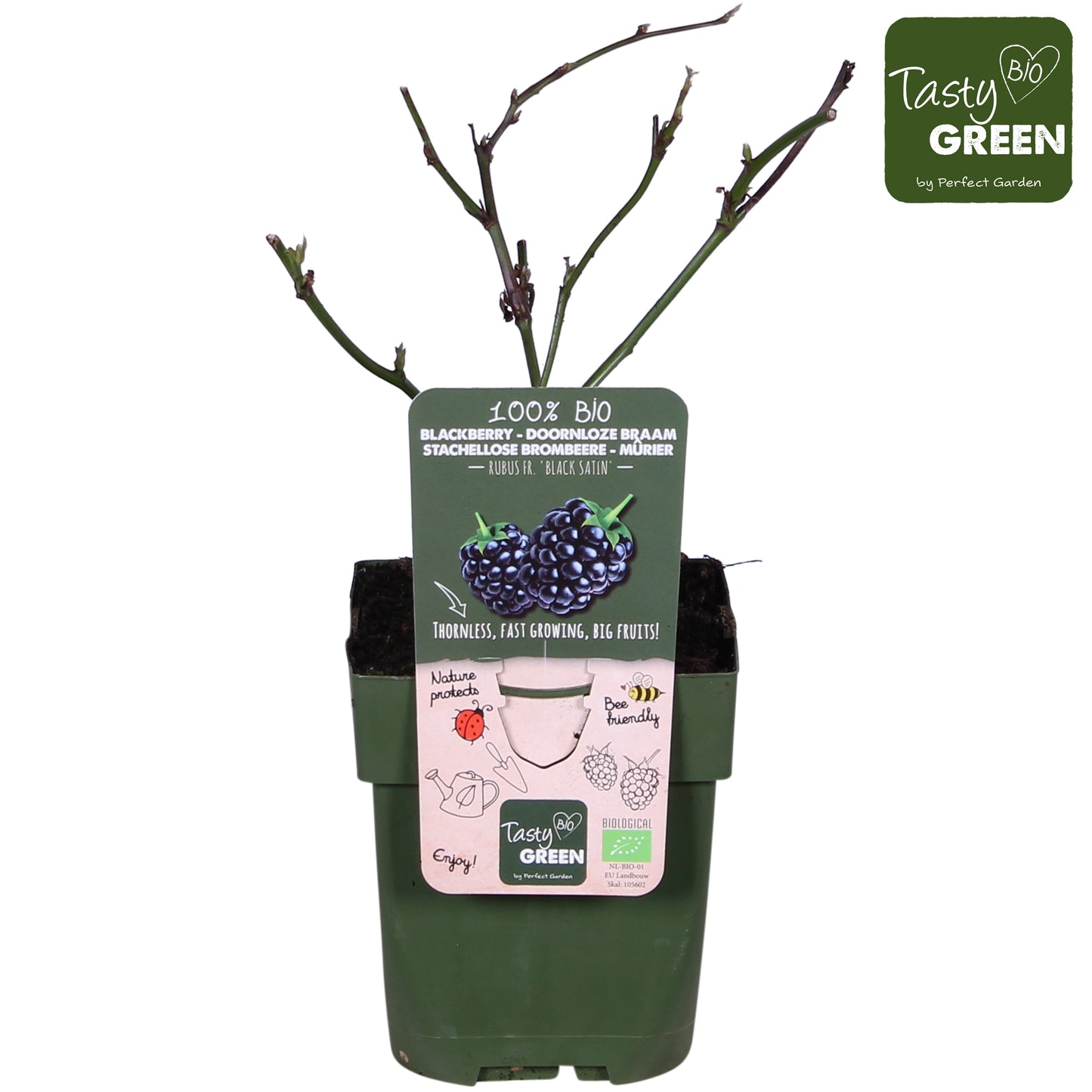 Rubus Black Satin (Thornless Blackberry) 30cm 13cm Pot