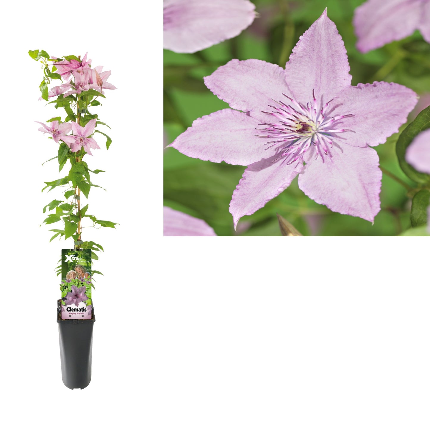 Clematis Hagley Hybrid 95cm 17cm Pot
