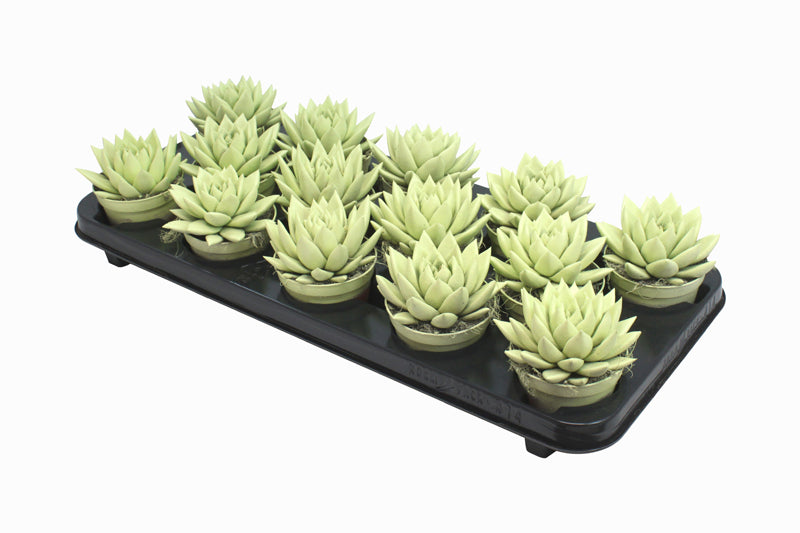 Echeveria colored yellow 11cm 8.5cm Pot