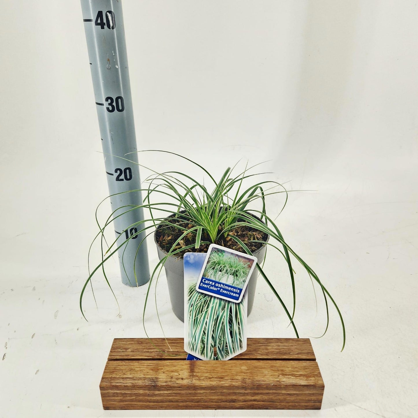 Carex osh. Evercream 20cm 17cm Pot