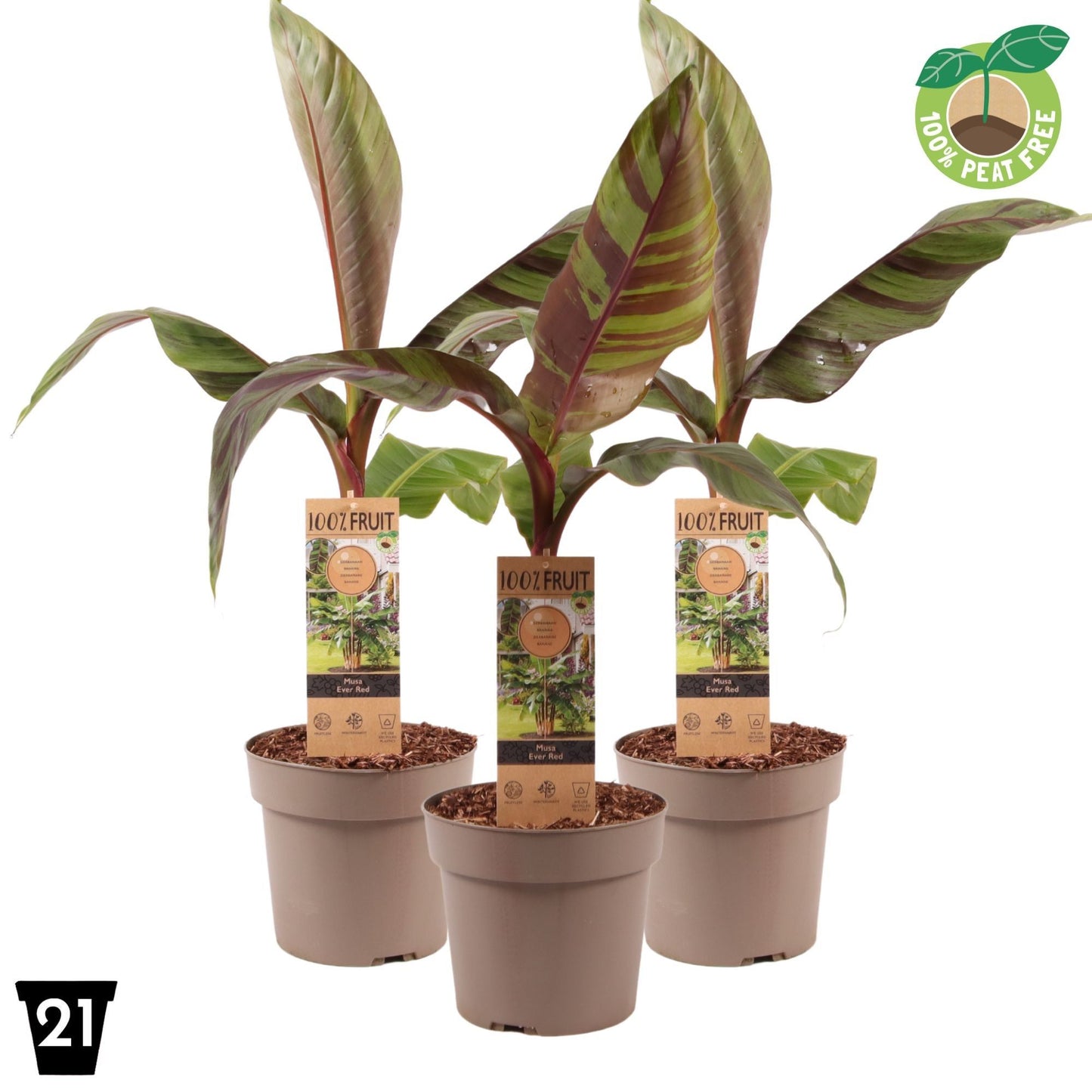 Musa sikkimensis Ever Red (Banana) 60cm 21cm Pot