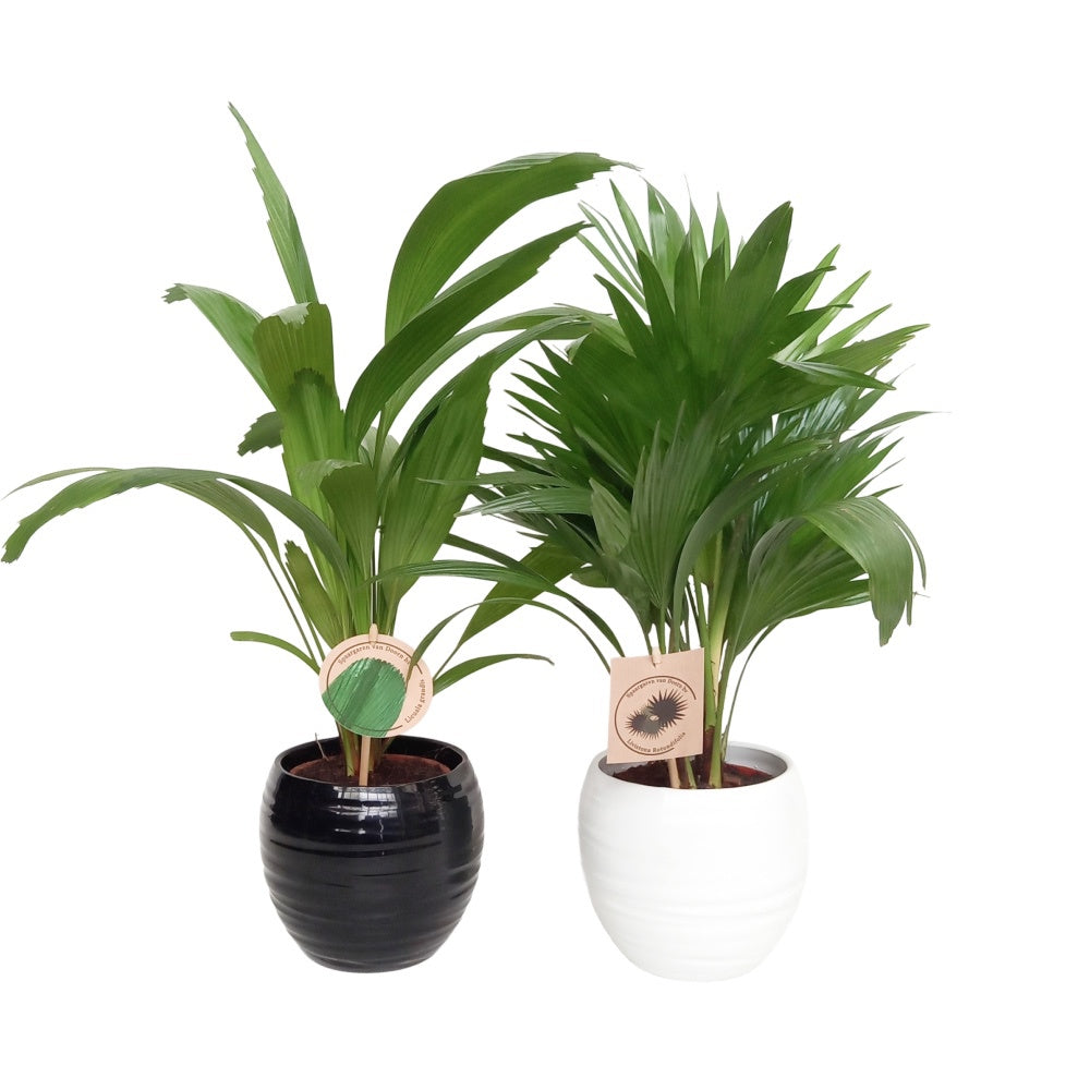 Palms mix 55cm 15cm Pot