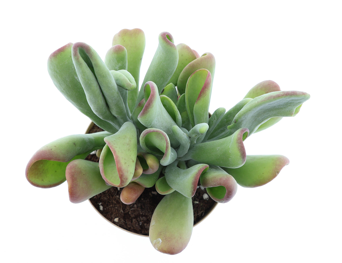 kalanchoe-hybrid-40cm-17cm-pot
