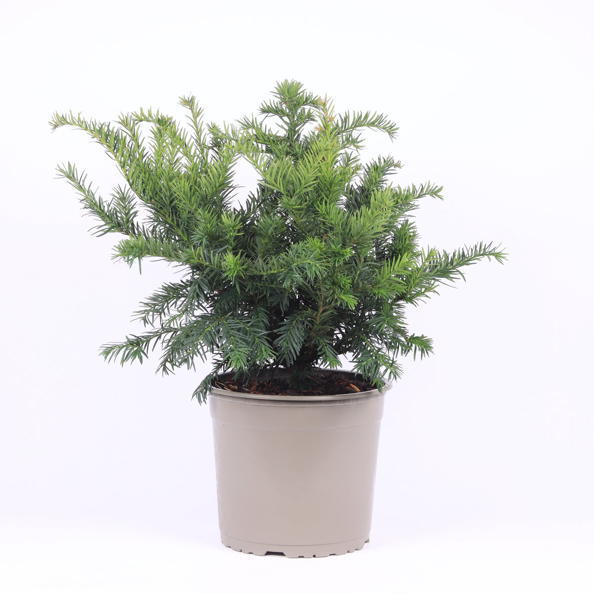 Taxus Repandens 50cm 23cm Pot