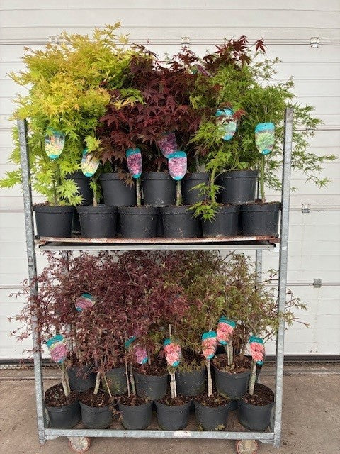 Acer palmatum mix 80cm 23cm Pot