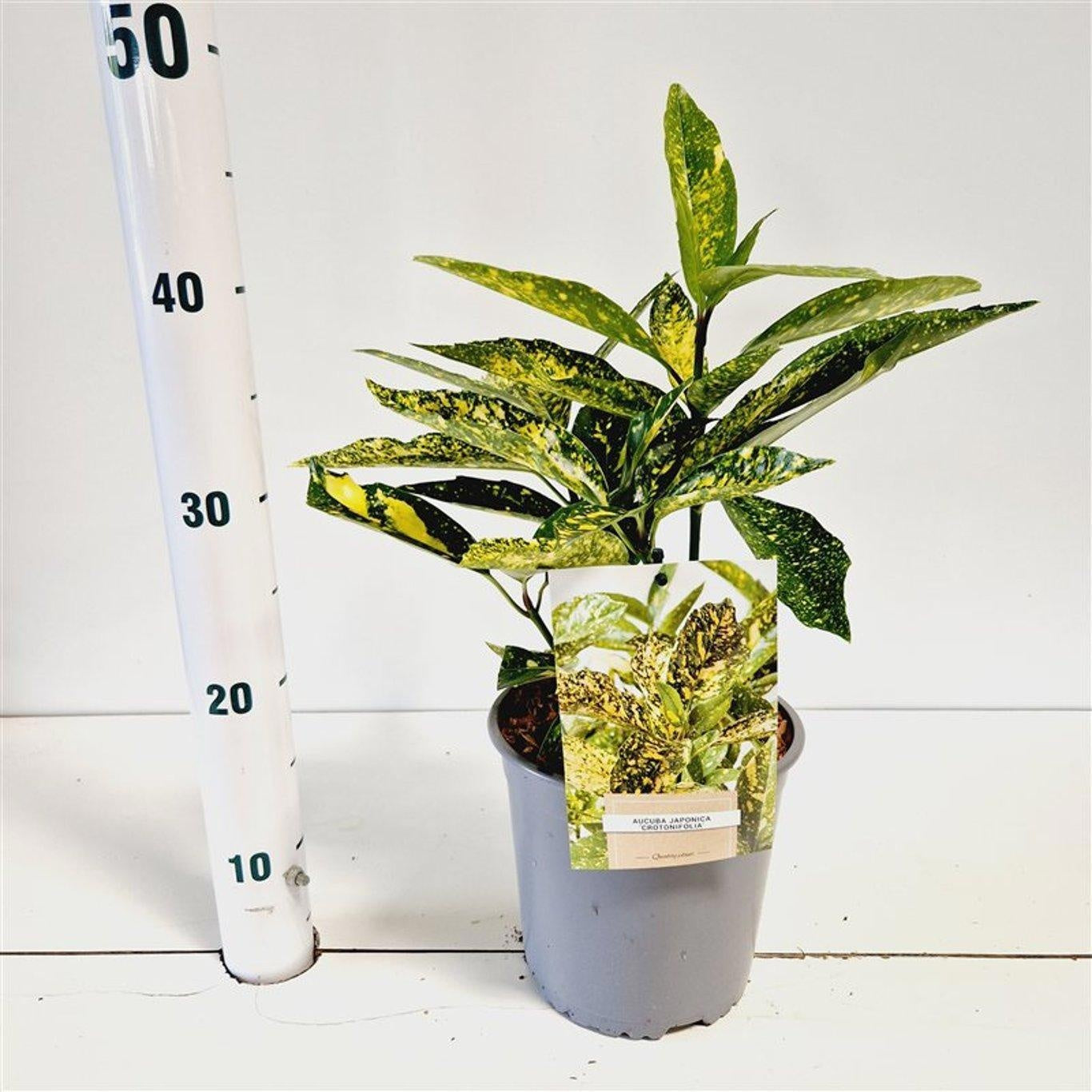 Aucuba japonica Crotonifolia 30cm 17cm Pot