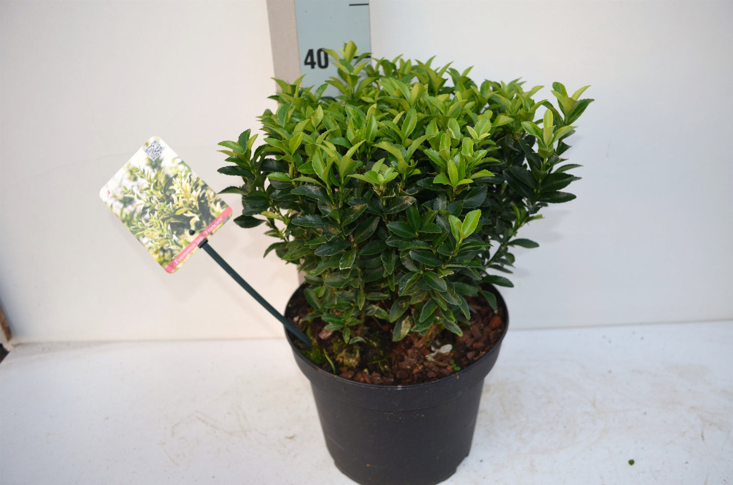 Roessel Tuinpl. VOF, B. v. Euonymus Paloma Blanca Pack of 1
