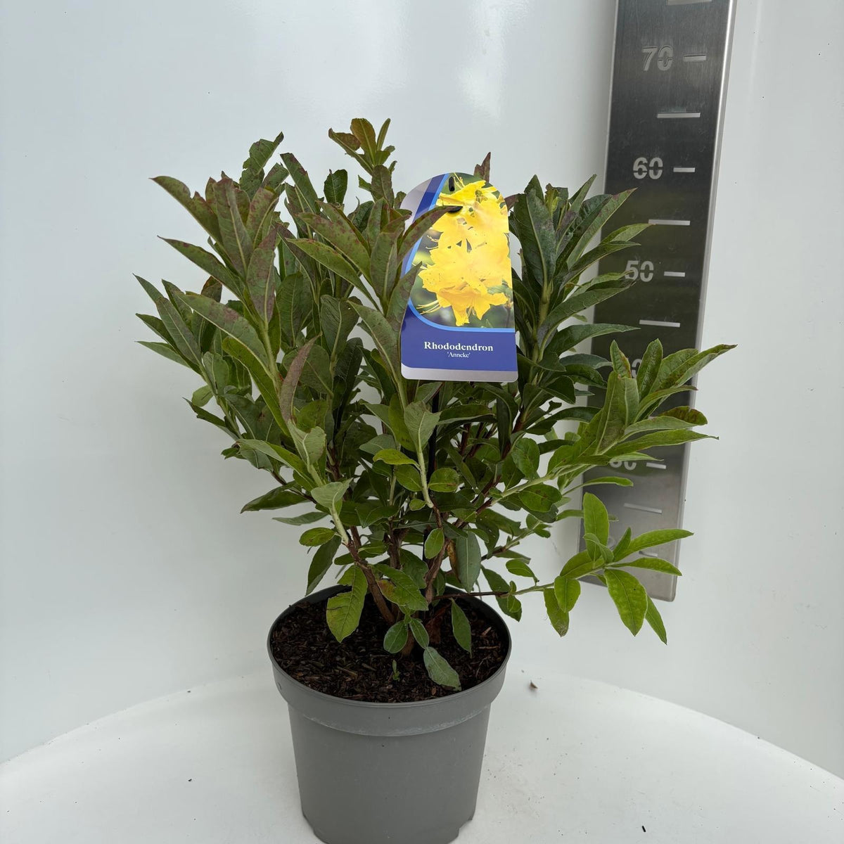 Rhododendron mollis Anneke 55cm 23cm Pot