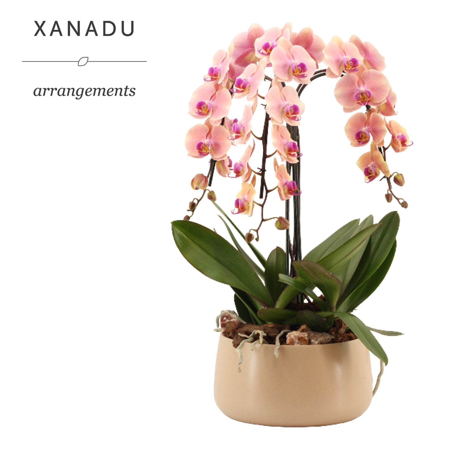 Xanadu Astana 60cm 24cm Pot