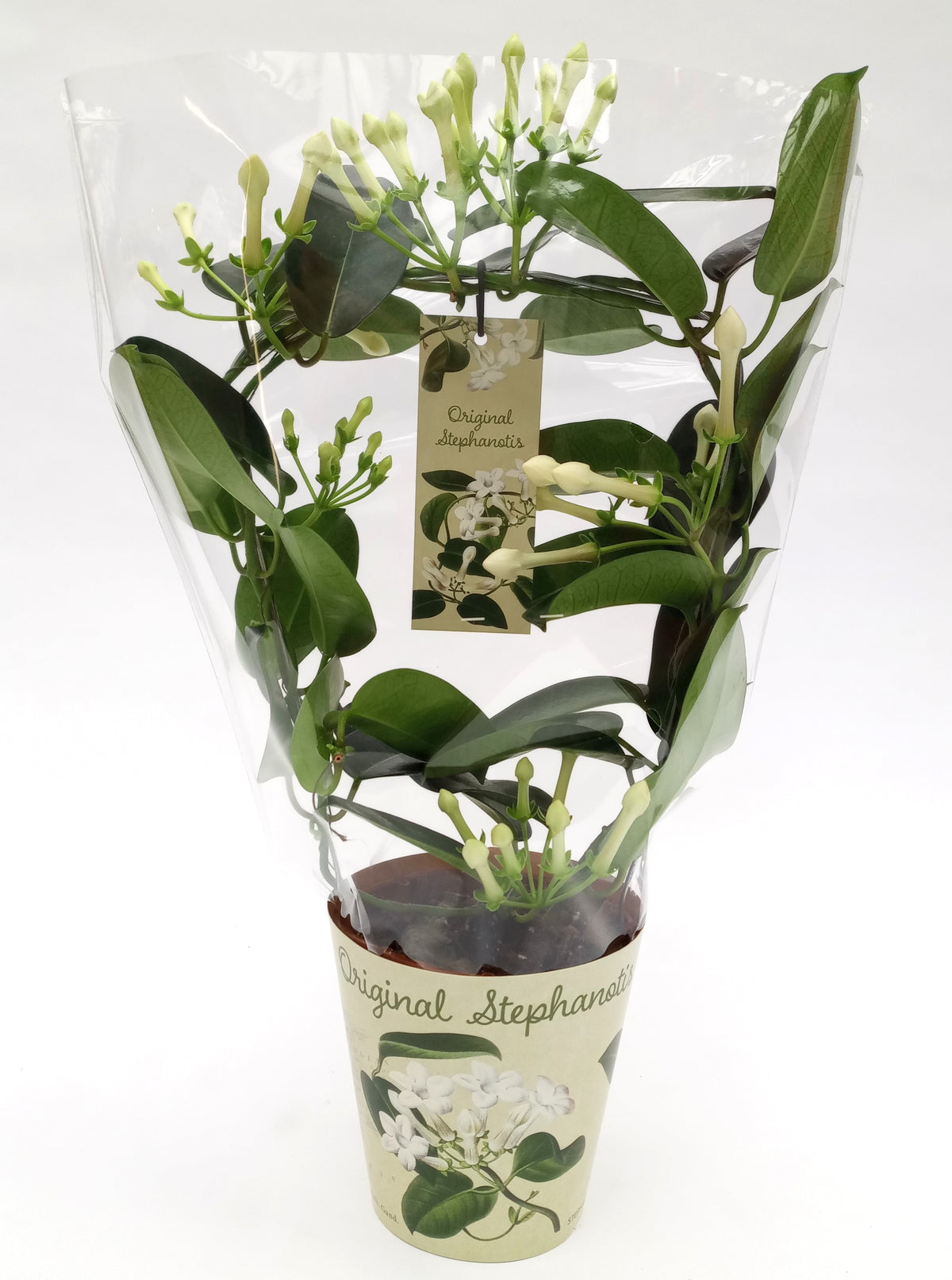 Stephanotis floribunda 45cm 12cm Pot