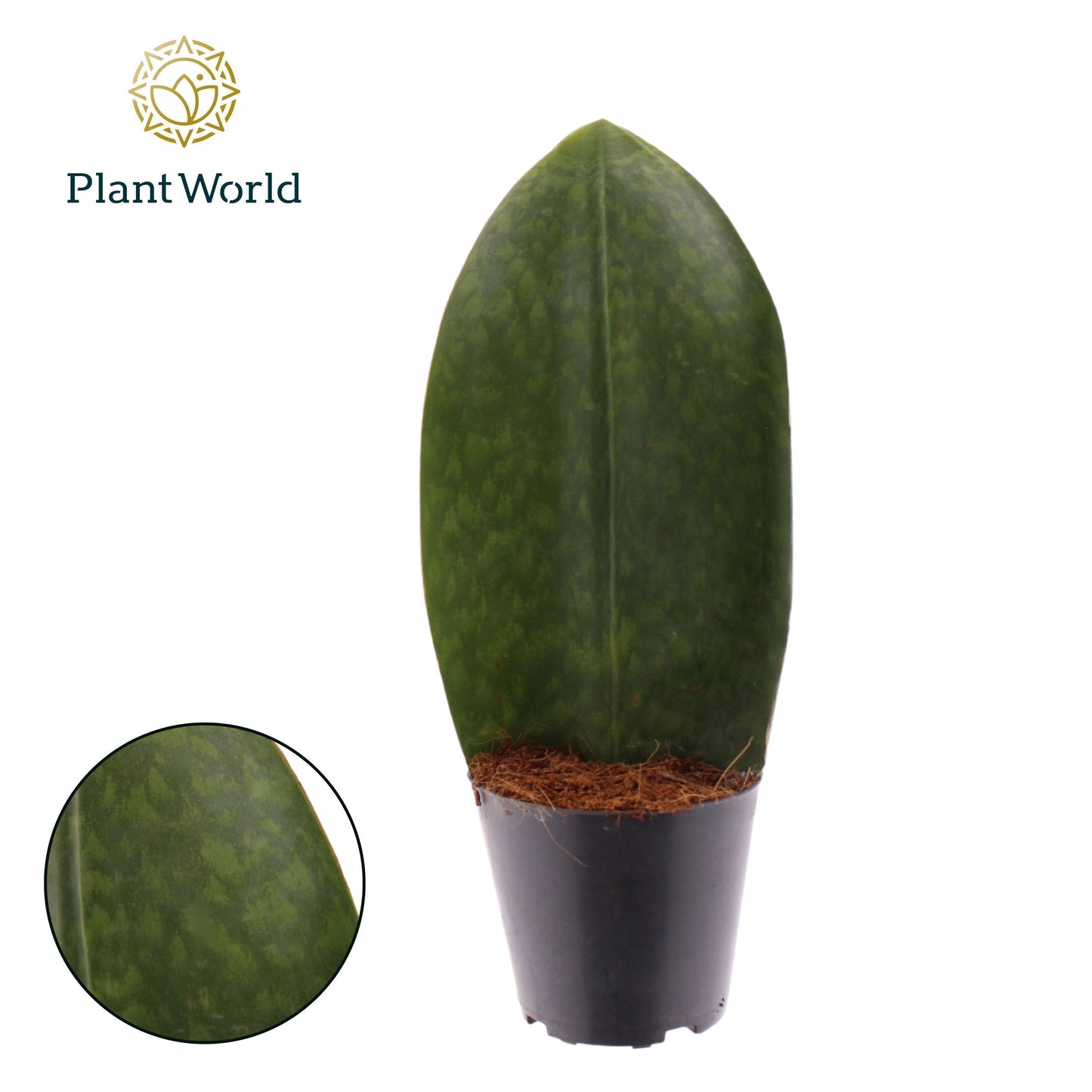 Sansevieria ‘Masoniana’ Whale Fin 35cm 12cm Pot