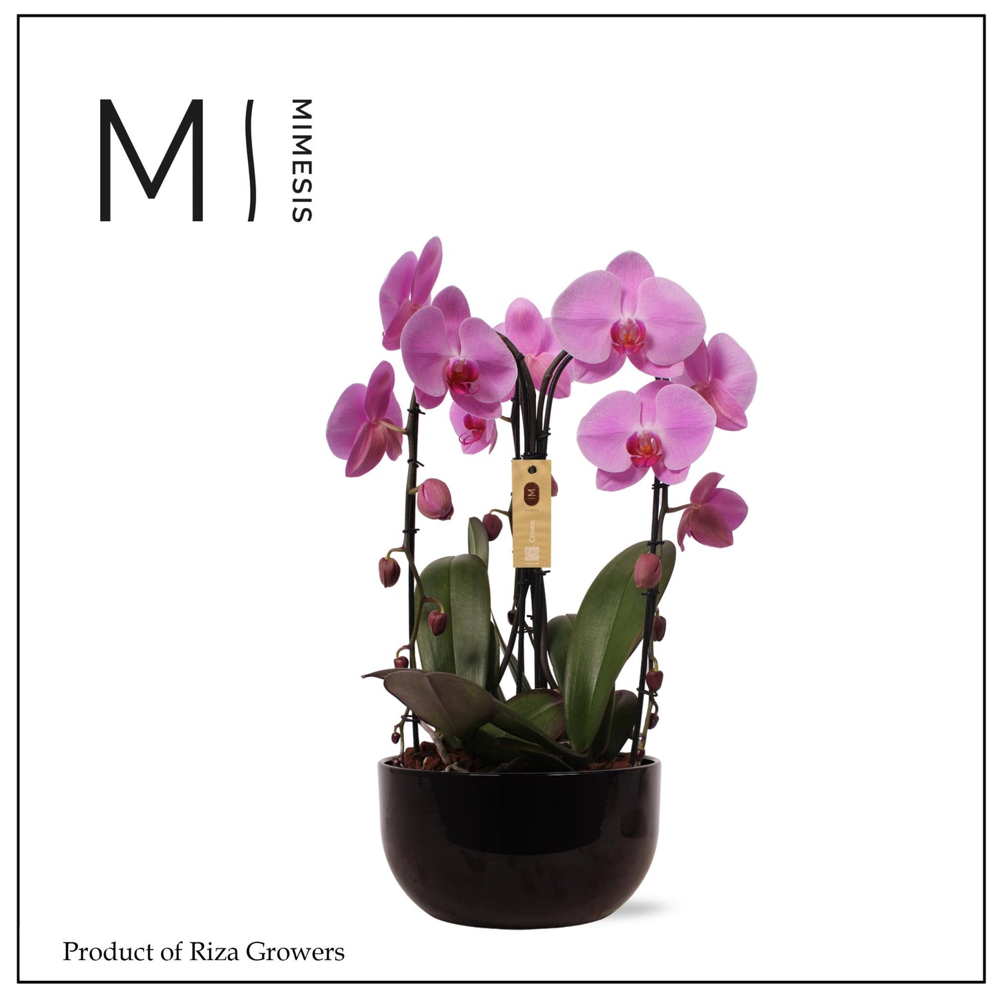 arr. Phalaenopsis 65cm 26cm Pot