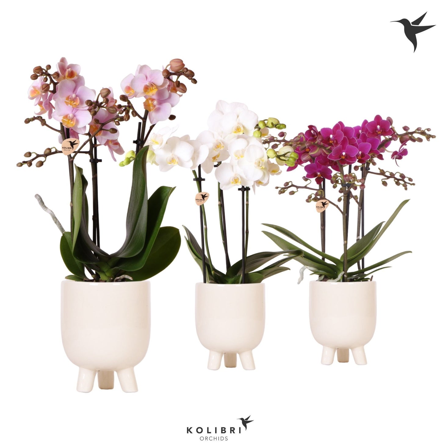 Kolibri Orchids Phalaenopsis mix 3 spike in Gummy pot travertine 40cm 9cm Pot