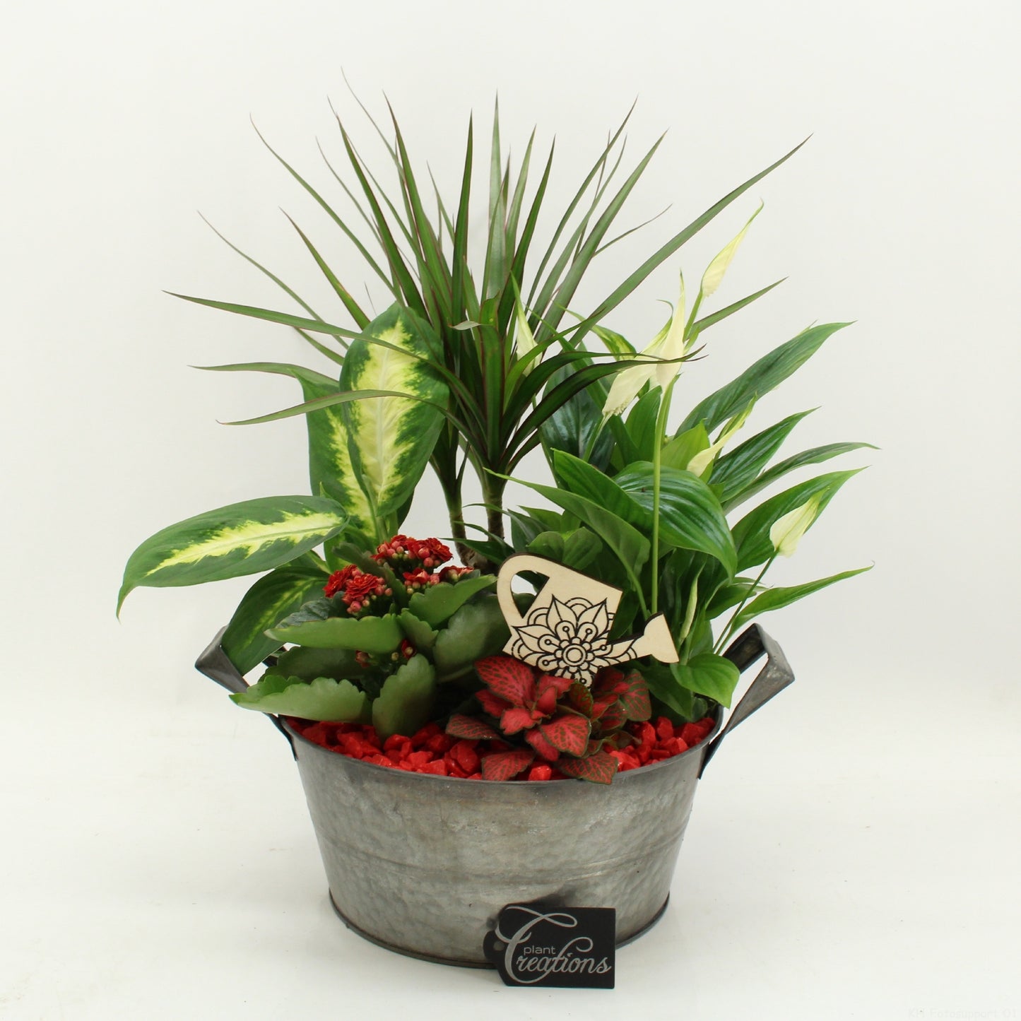FDCR-2615R Basic Fundamentals 50cm 23cm Pot