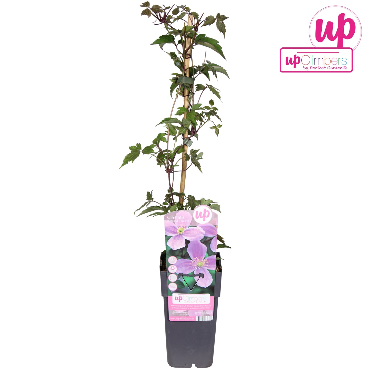 Clematis montana Rubens 65cm 15cm Pot
