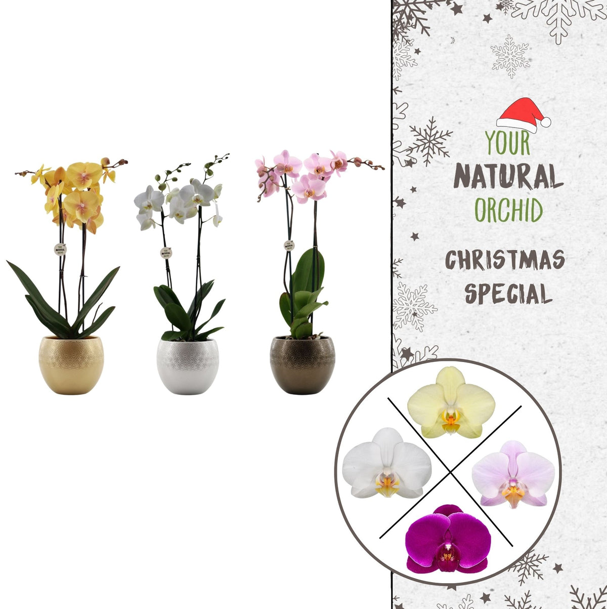 Phalaenopsis mix 55cm 12cm Pot