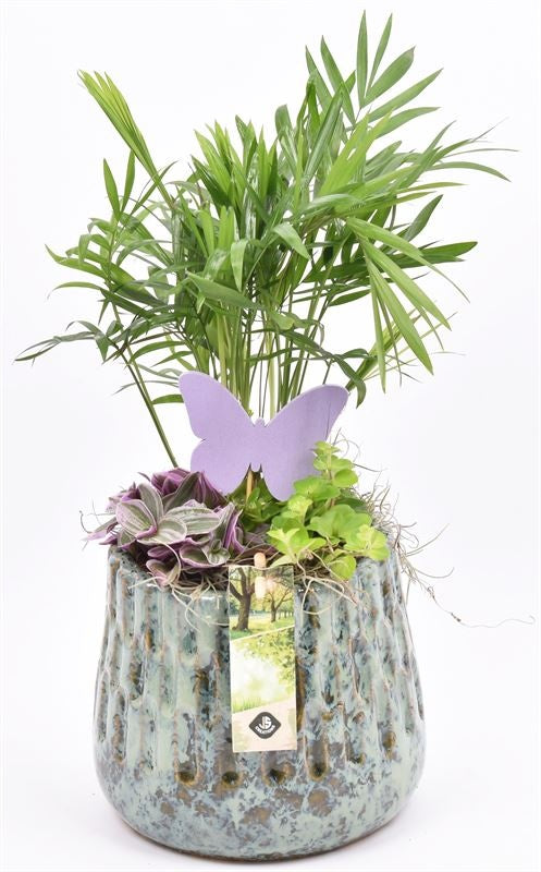 Indoor arrangement 16cm Pot