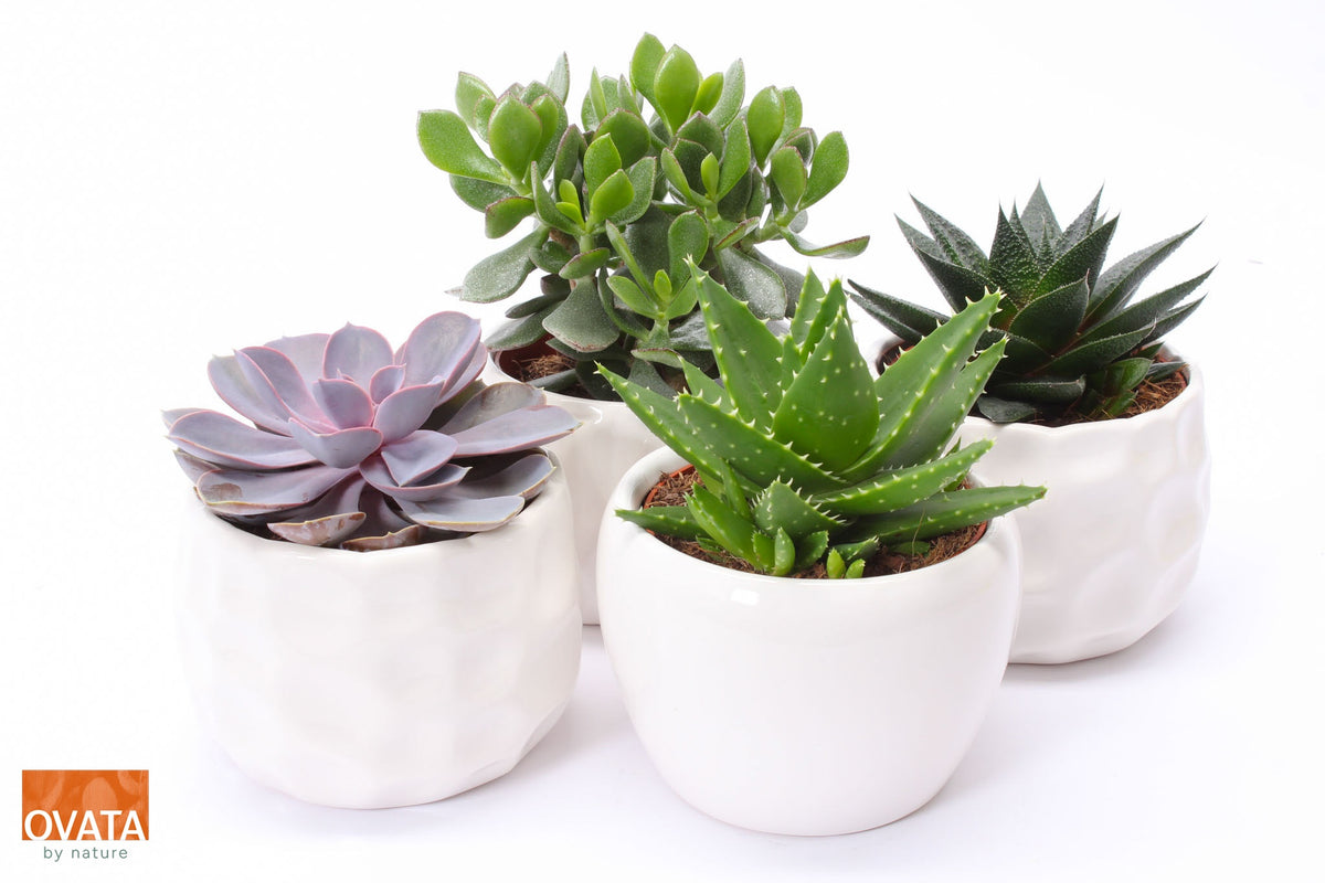 Succulent mix 14cm 15cm Pot
