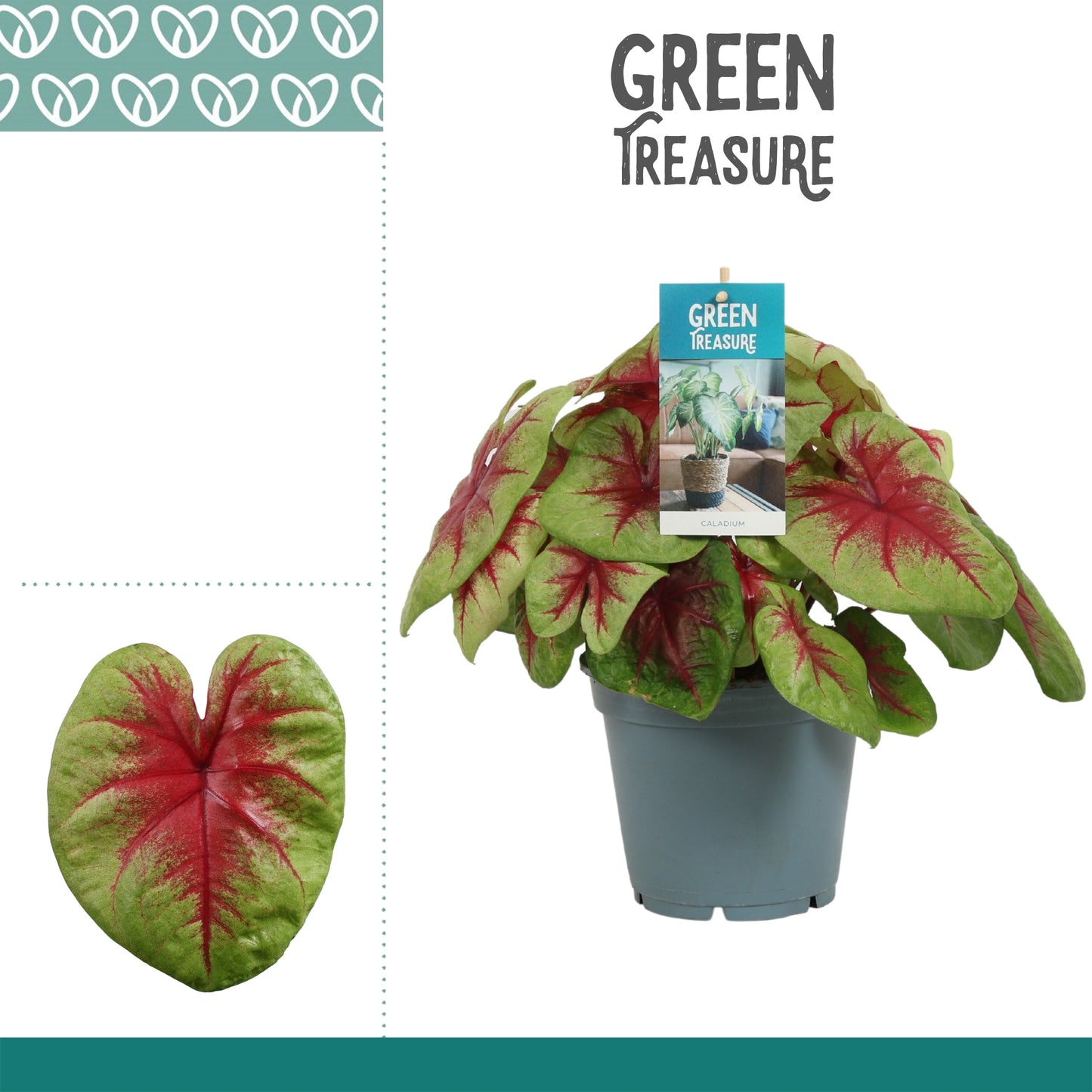 Caladium 'Lemon Blush' 40cm 17cm Pot