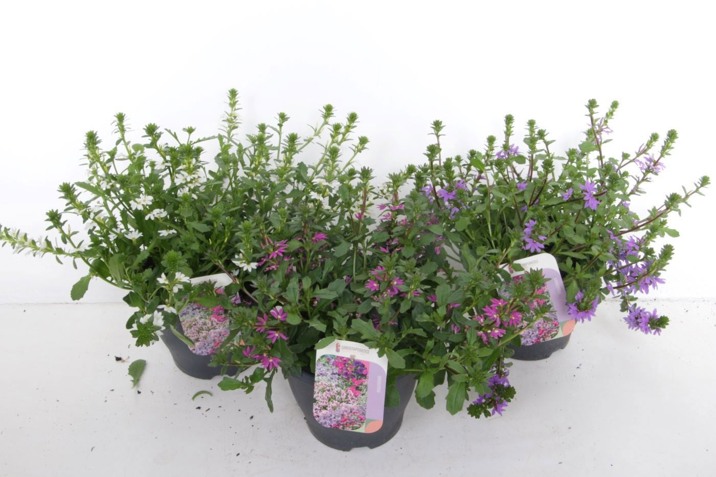 Scaevola aemula 45cm 23cm Pot