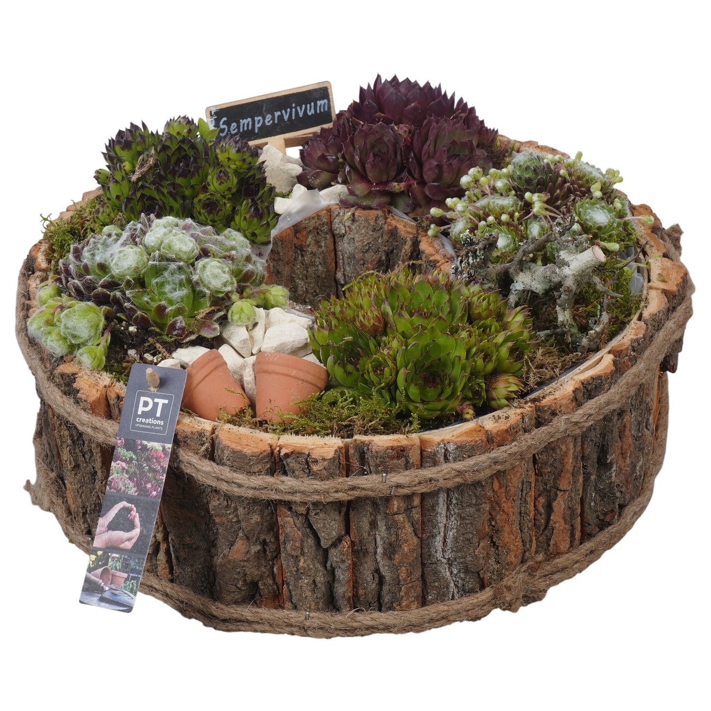 Sempervivum arrangement 16cm 34cm Pot