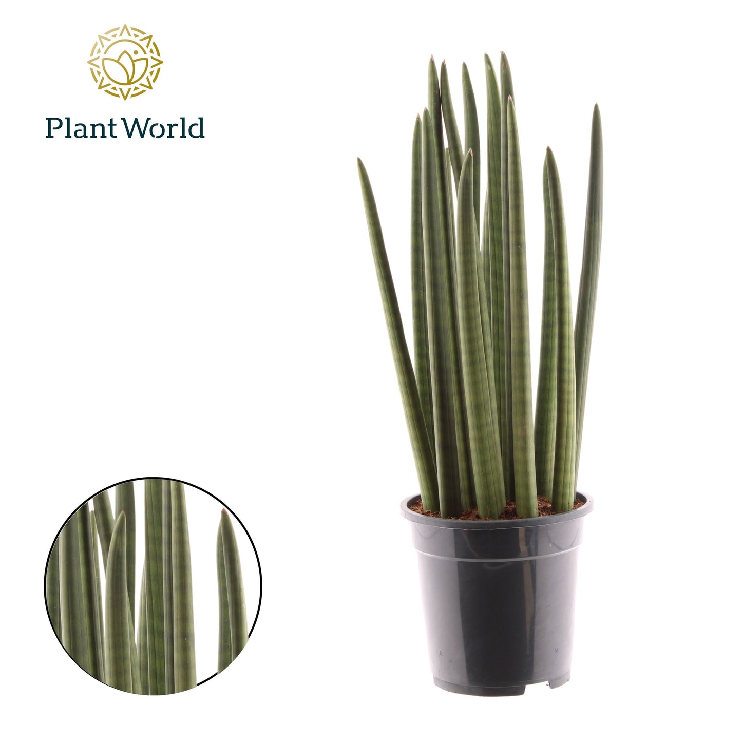 Sansevieria cylindrica 65cm 19cm Pot