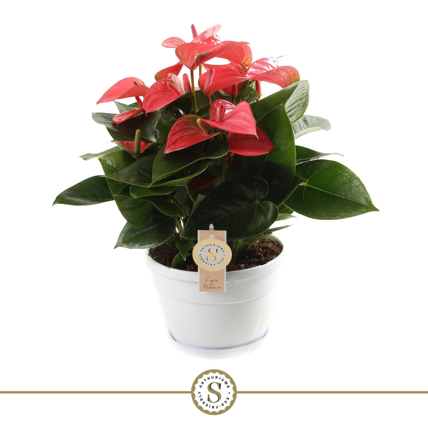 Anthurium Pink Champion 45cm 20cm Pot