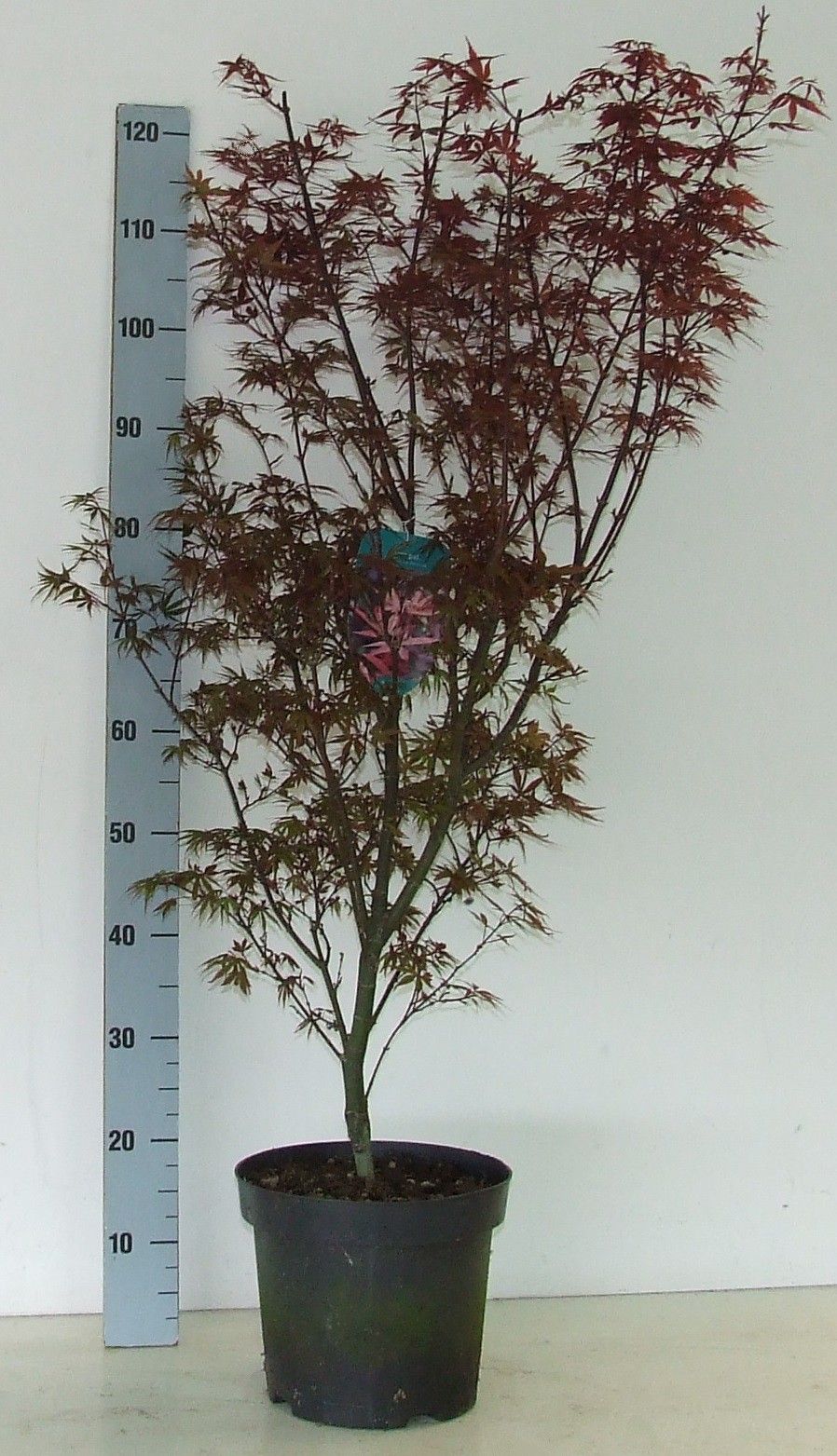Acer Skeeters Broom 80cm 26cm Pot