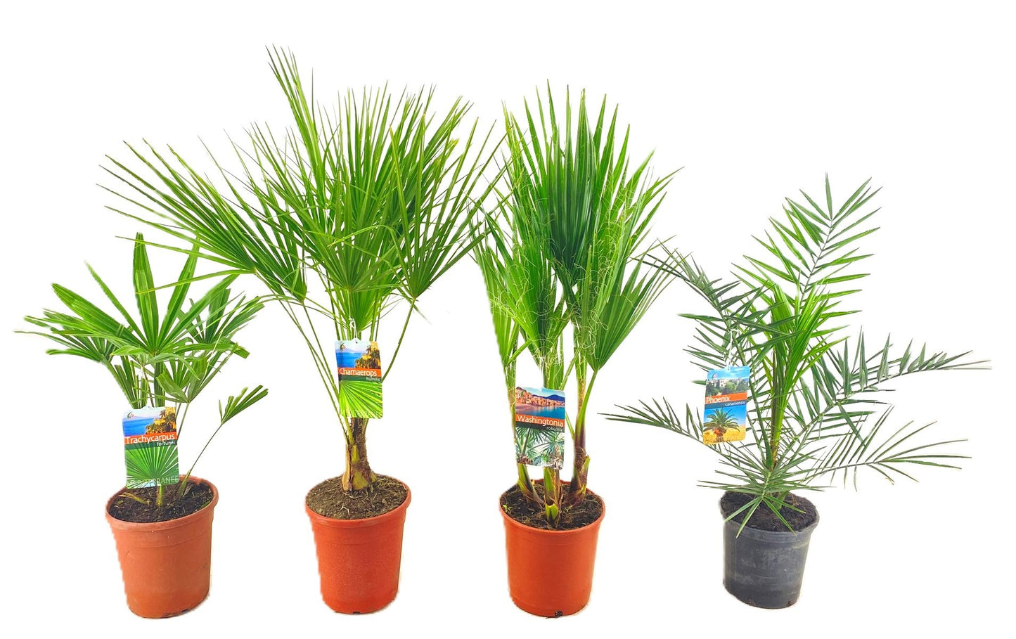 Palms mix 70cm 21cm Pot