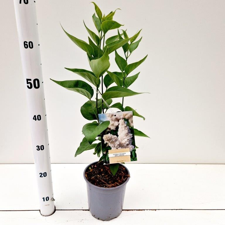 Syringa vulgaris Mme Lemoine 35cm 17cm Pot