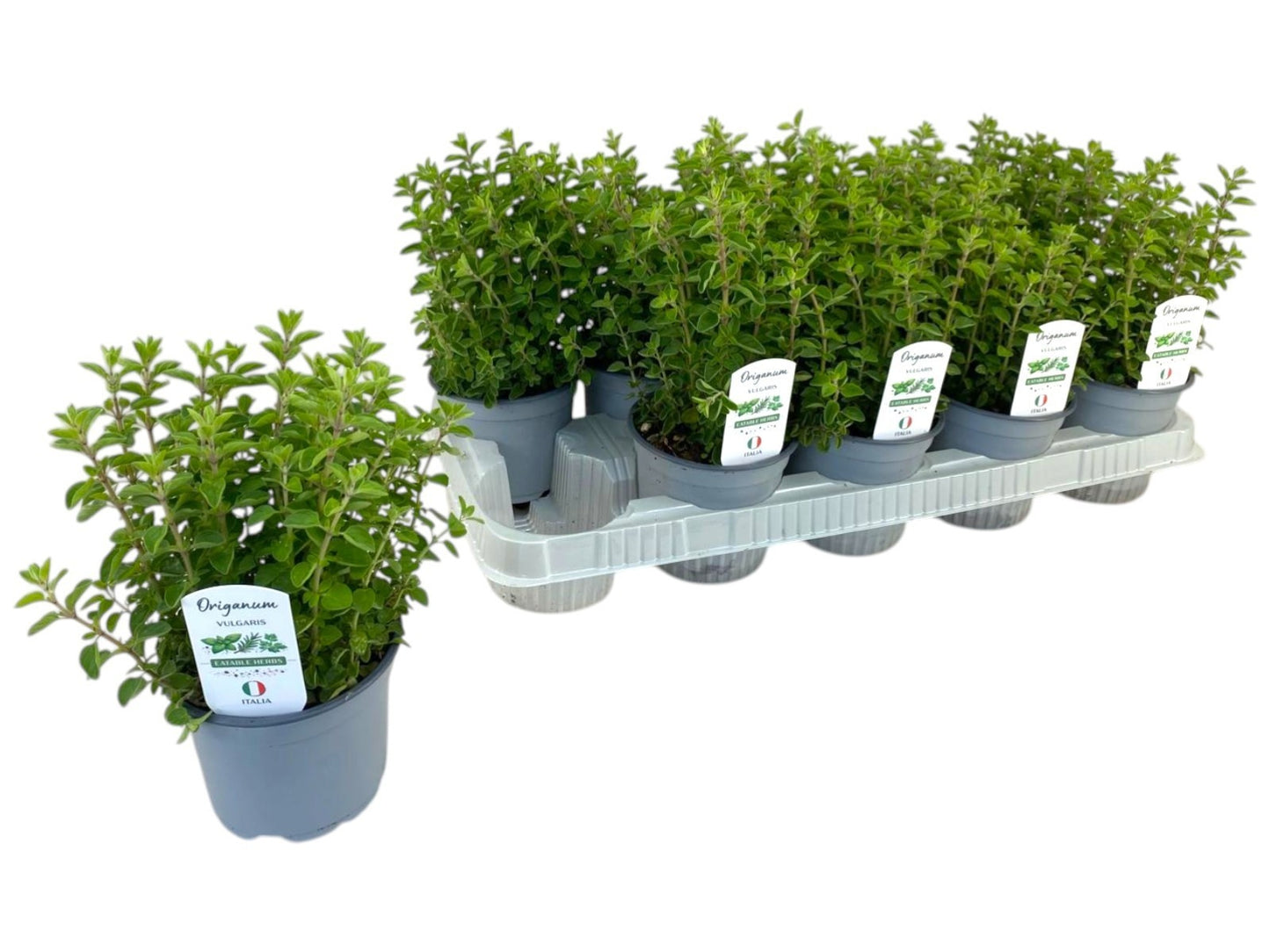 Origanum vulgare 20cm 12cm Pot