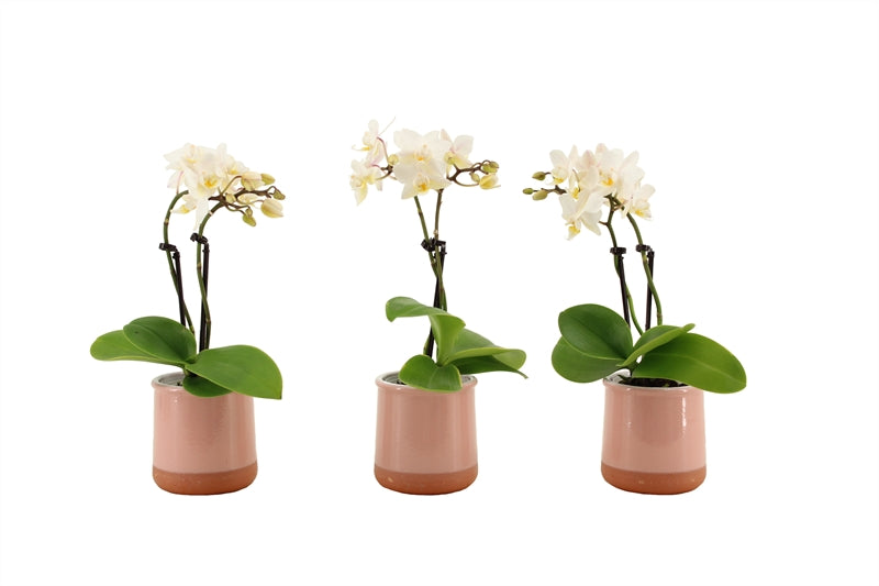 Phalaenopsis hybrid 17cm 6cm Pot