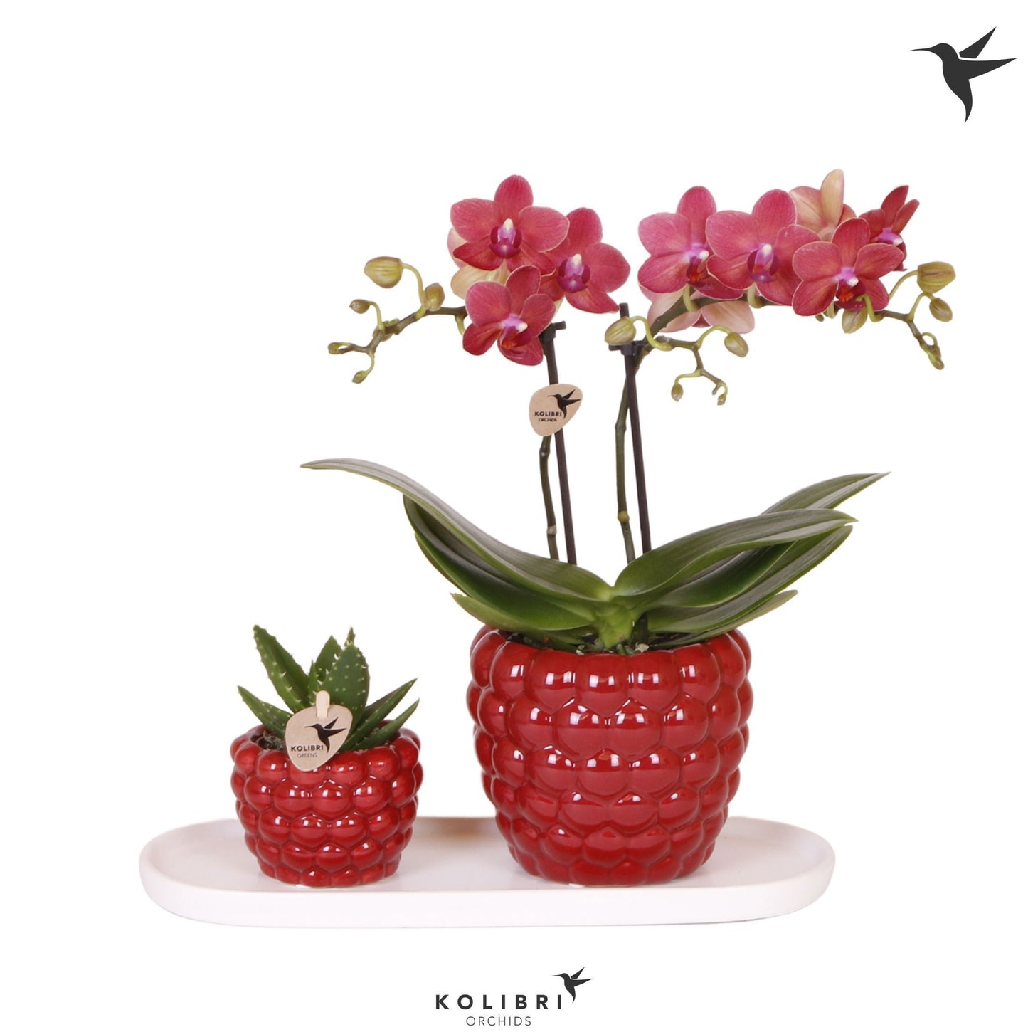 Kolibri Gift Set small Berry 40cm 18cm Pot