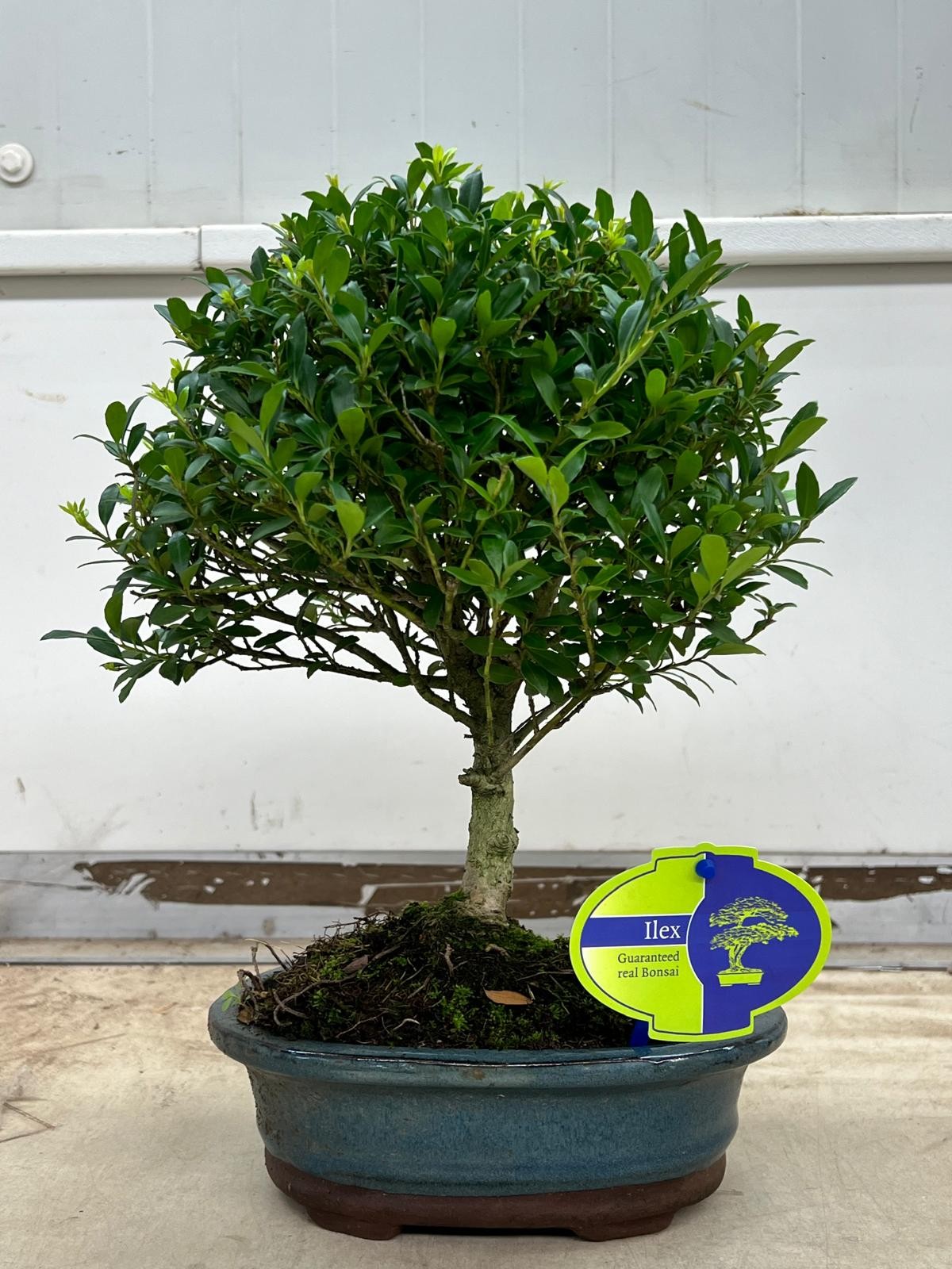 Ilex crenata 35cm 18cm Pot
