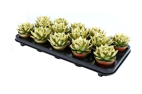 Echeveria colored gold 11cm 8.5cm Pot