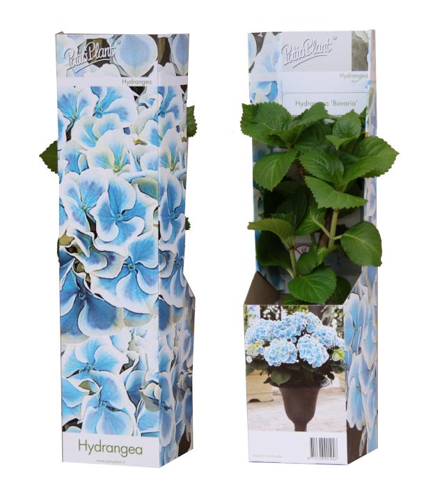 Hydrangea macrophylla mix 25cm 510cm Pot