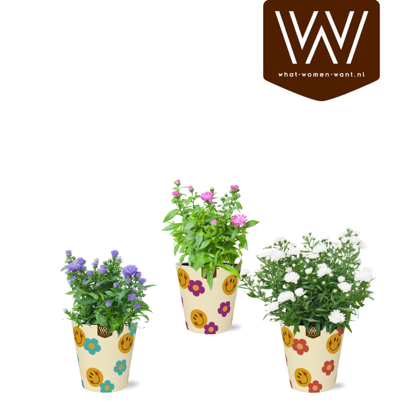 Aster mix 25cm 12cm Pot