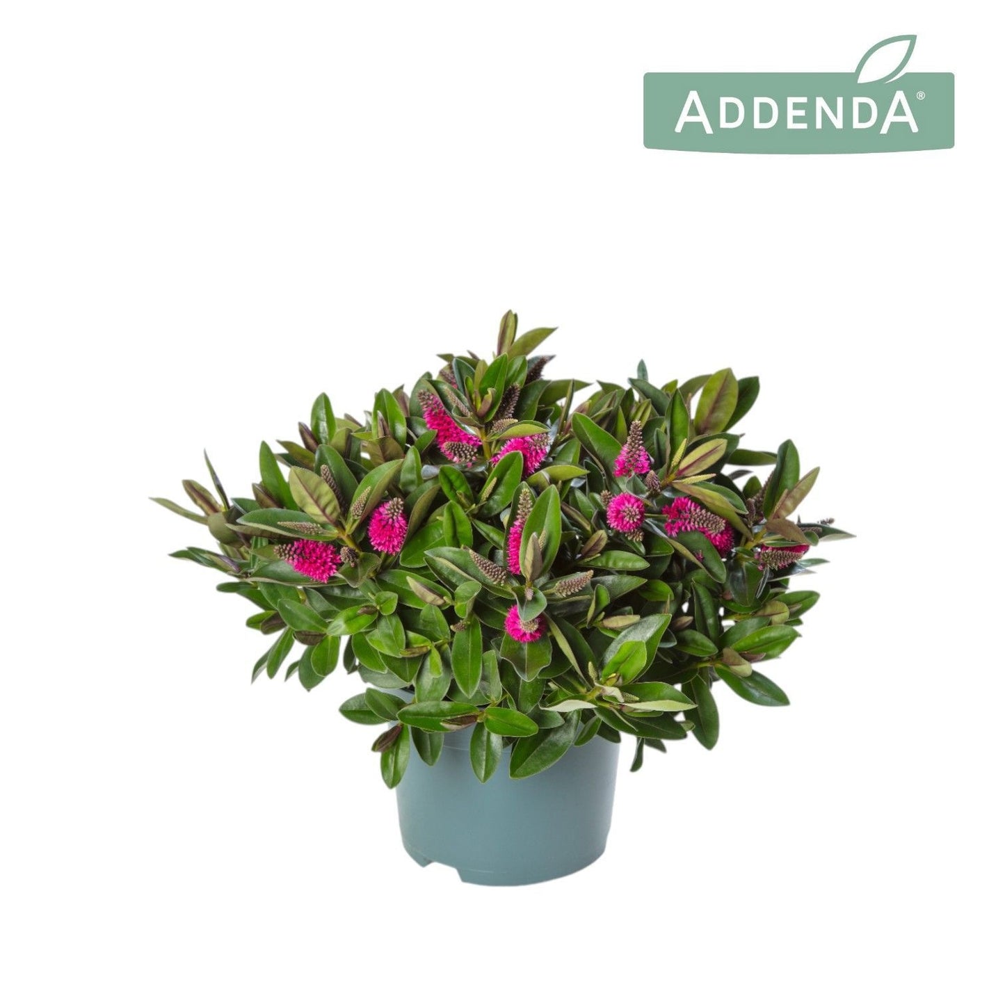 Hebe Hebedonna Eva 50cm 17cm Pot